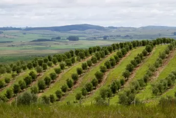 El Niño 2026/27: Embrapa divulga recomendações para reduzir perdas na agropecuária do Sul do Brasil