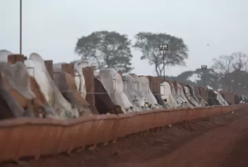 Maximus projeta abater 110 mil bovinos em 2026 e consolida modelo inovador de confinamento no Brasil