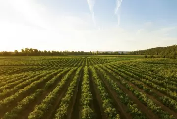 Inadimplência no agronegócio atinge R$ 54 bilhões em dívidas e aumenta risco para proprietários rurais