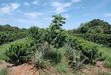 Pesquisa da Embrapa revela que cultivo consorciado de baru e café irrigado pode ampliar renda e acelerar produção no Cerrado