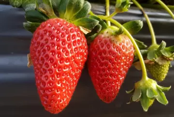 Geadas colocam produção de morango em risco no Brasil e reforçam importância do manejo preventivo nas lavouras