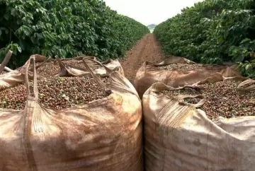 Colheita de café avança para 38,6% na área da Cooxupé e acelera entrada da safra 2025 no mercado