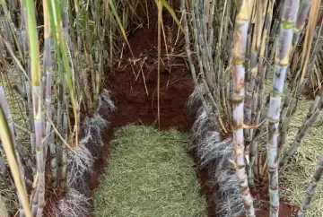 Coopercitrus Expo 2026 destaca novo fungicida para soja, milho e algodão, bioestimulante para cana e soluções contra o greening