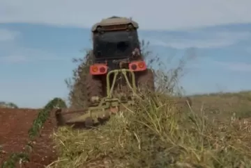 Manejo de plantas de cobertura na entressafra aumenta produtividade e prepara o solo para a próxima safra