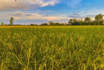 El Niño eleva risco de brusone no arroz e coloca produtores em alerta para a safra 2026/27