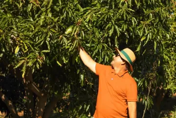 Crédito do Plano Safra impulsiona produção de manga no semiárido e transforma propriedade rural em Petrolina