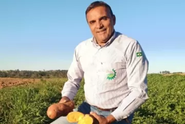 Nova batata-doce biofortificada do IAC aumenta produtividade e conquista produtores com alto valor nutricional