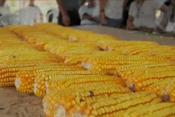 Embrapa lança vídeo gratuito que ensina agricultores a selecionar variedades de milho para sistemas agroecológicos