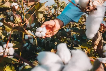 Algodão brasileiro ganha força com a moda sustentável e consolida liderança global em fibras naturais