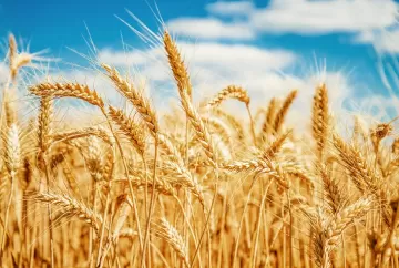 Trigo: menor safra desde 2020, alta do cereal argentino e riscos no Mar Negro sustentam mercado brasileiro