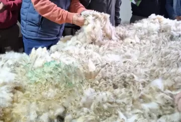 Programa Lã Certificada busca ampliar participação de pequenos produtores e impulsionar qualidade da ovinocultura brasileira