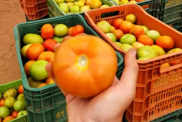 Preço do tomate Carmem despenca 62% em um mês e atinge menor valor de 2026 na CEAGESP