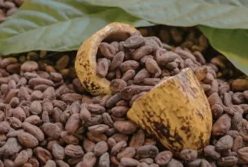 Cacau despenca quase 5% na ICE com dúvidas sobre demanda; açúcar e café também recuam no mercado internacional
