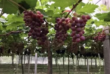 Tarifa dos EUA derruba exportações de uva brasileira e amplia desafios para o agronegócio