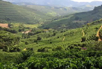 El Niño pode impactar safra de café 2026/27: Fórum Café e Clima da Cooxupé debate riscos e estratégias para produtores