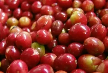 Café hoje: Bolsa de Nova York recua, dólar limita perdas e mercado físico segue travado no Brasil