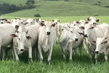 Arroba do boi gordo se aproxima entre os estados produtores e mercado ganha maior equilíbrio de preços