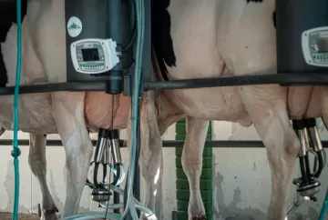 Produtor de leite recupera margem, mas setor pede equilíbrio maior na cadeia para garantir sustentabilidade