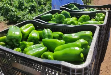 Produção de pimentão: qualidade dos frutos se torna chave para aumentar rentabilidade no campo