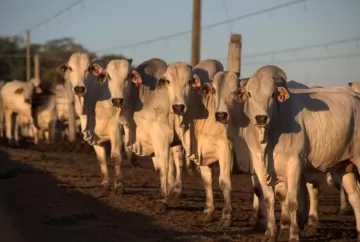 Identificação animal transforma dados em lucro e fortalece a gestão da pecuária moderna