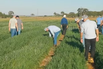 Trigo tropical ganha espaço no Brasil Central e pode reduzir dependência de importações do cereal
