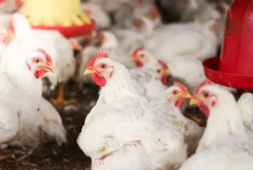 Minerais bi-quelatados reduzem lesões em frangos de corte e aumentam rendimento das carcaças, revela estudo com 8 milhões de aves