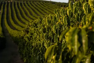 Cooxupé promove Fórum Café e Clima para discutir impactos do clima na cafeicultura e perspectivas para as safras 2026/2027