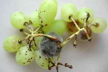 Pesquisa da Embrapa revela avanço no uso de fungo natural contra podridão cinzenta em culturas agrícolas
