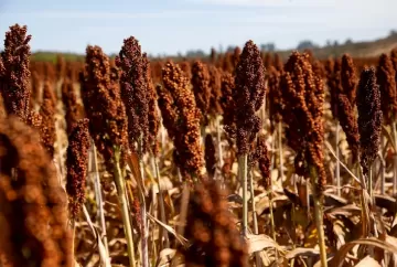 Sorgo ganha espaço no campo e surge como alternativa ao milho safrinha diante dos desafios climáticos