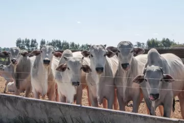 Seca intensifica desafios na pecuária brasileira e acelera adoção de sistemas mais resilientes no campo