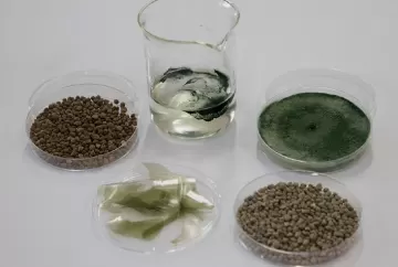 Novo fertilizante com proteção biológica aumenta sobrevivência de fungo benéfico e pode revolucionar uso de bioinsumos no campo