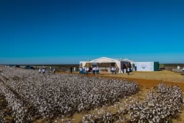 Bayer anuncia nova geração da tecnologia Bollgard para algodão e aposta em biotecnologia para elevar produtividade no Brasil