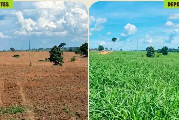 Escolha da semente de pastagem define produtividade, qualidade do rebanho e longevidade da área