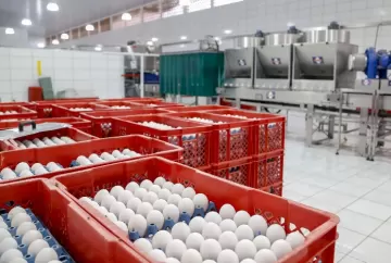 Preços dos ovos recuam em julho e atingem menor média de 2026