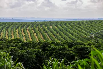 El Niño ameaça café brasileiro e especialistas alertam para manejo antecipado nas lavouras
