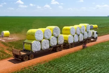 Algodão recua no Brasil com comercialização lenta e indústria reduz bases de compra