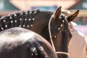 Exposição Nacional do Mangalarga Marchador reúne mais de 1,6 mil animais e deve movimentar a equideocultura brasileira em Belo Horizonte