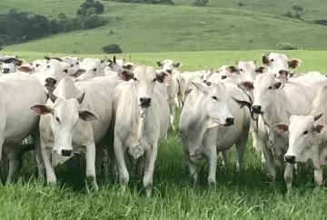Pecuária brasileira triplica produção de carne com menos pastagens e reforça liderança mundial em produtividade