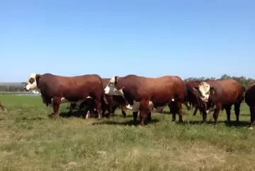 Programa Touro Jovem seleciona reprodutores de elite entre o 1% superior da genética bovina