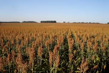 Sorgo avança no Tocantins com força das exportações, mas seca reduz produtividade da safra 2026