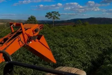 Colheita de café arábica avança no Cerrado Mineiro e alcança 60% da safra 2026/27, aponta Expocacer