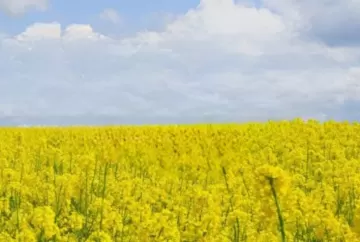 Mosaic e Elicit Plant unem forças para desenvolver tecnologia contra estresse hídrico na canola da América do Norte