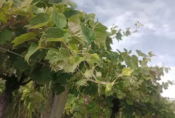 Deriva de herbicidas ameaça vitivinicultura gaúcha e estudo inédito vai revelar impactos econômicos no setor