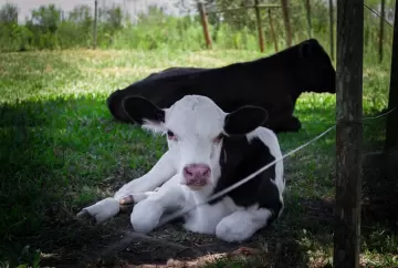 Manejo nas primeiras horas de vida define futuro produtivo de bezerros no rebanho leiteiro