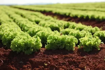Inverno exige cuidados redobrados no cultivo de hortaliças e frutas para evitar perdas no campo