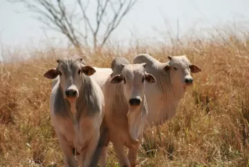 Nutrição estratégica na seca: manejo alimentar evita perdas e mantém produtividade do gado de corte