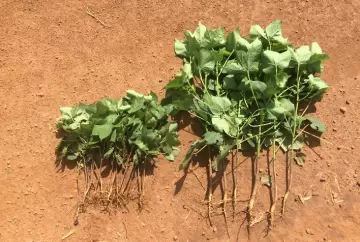 Tecnologia complementar no manejo de nematoides gera retorno de até R$ 1,8 mil por hectare no algodão em Mato Grosso