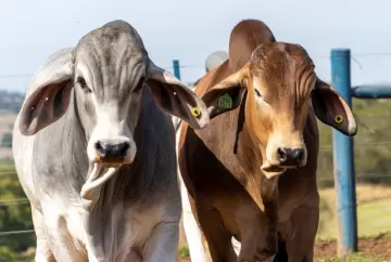 Prova Brahman Boi com Bula entra na fase final e destaca touros de alta performance genética e produtiva
