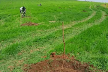 Poda de inverno e controle de doenças são essenciais para garantir produtividade da noz-pecã na próxima safra