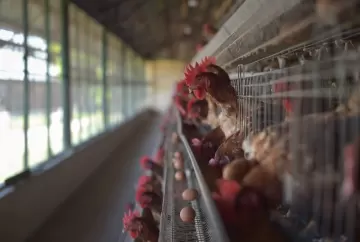 Digestibilidade das aves de postura: qualidade da ração e uso de enzimas são decisivos para produtividade e qualidade dos ovos